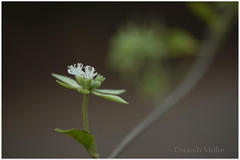 Symphorema involucratum